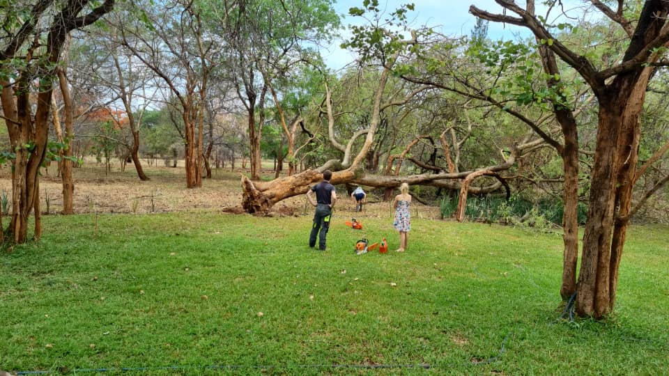 Emergency tree removal Lusaka